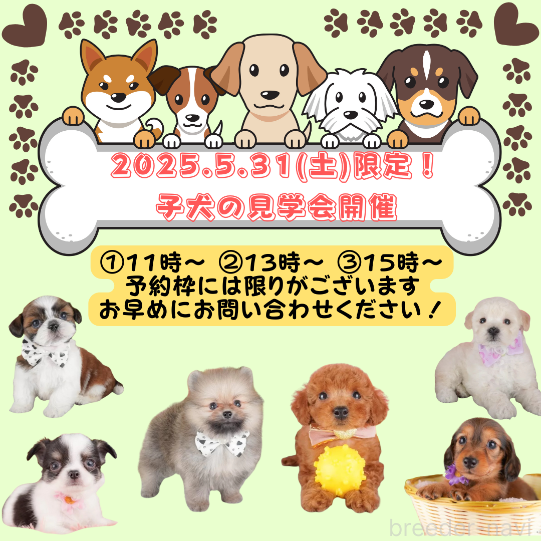 成約済の栃木県のチワワ(ロングコート)-389637の2枚目